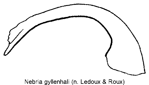 nebria_gyllenhali.gif