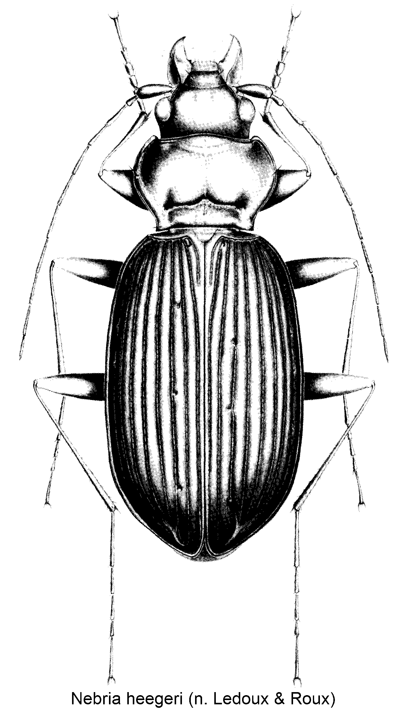 nebria_heegeri_hab.gif