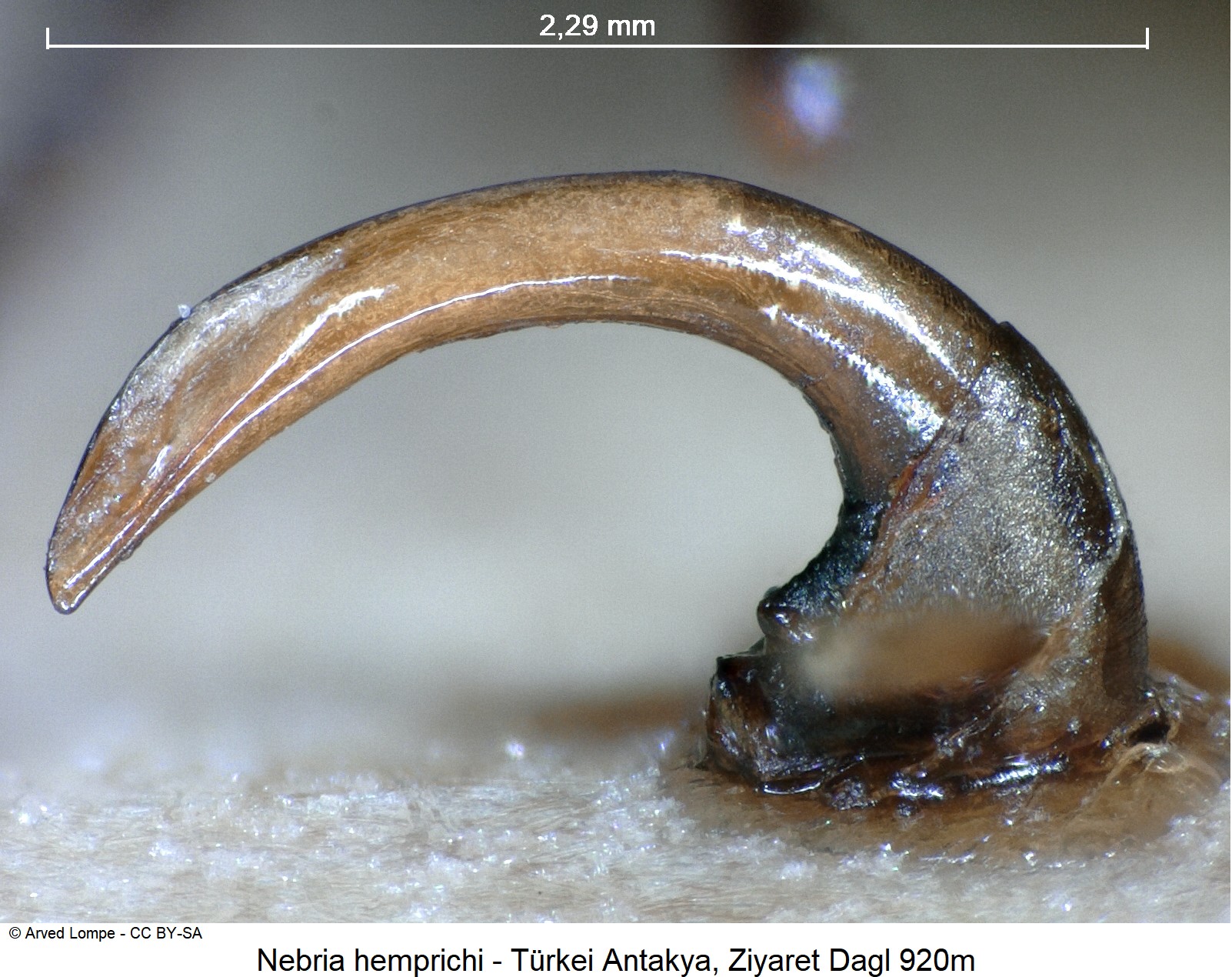 nebria_hemprichi_ck20415.jpg