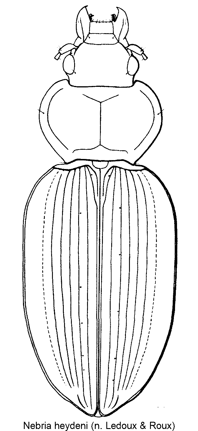 nebria_heydeni_hab.gif