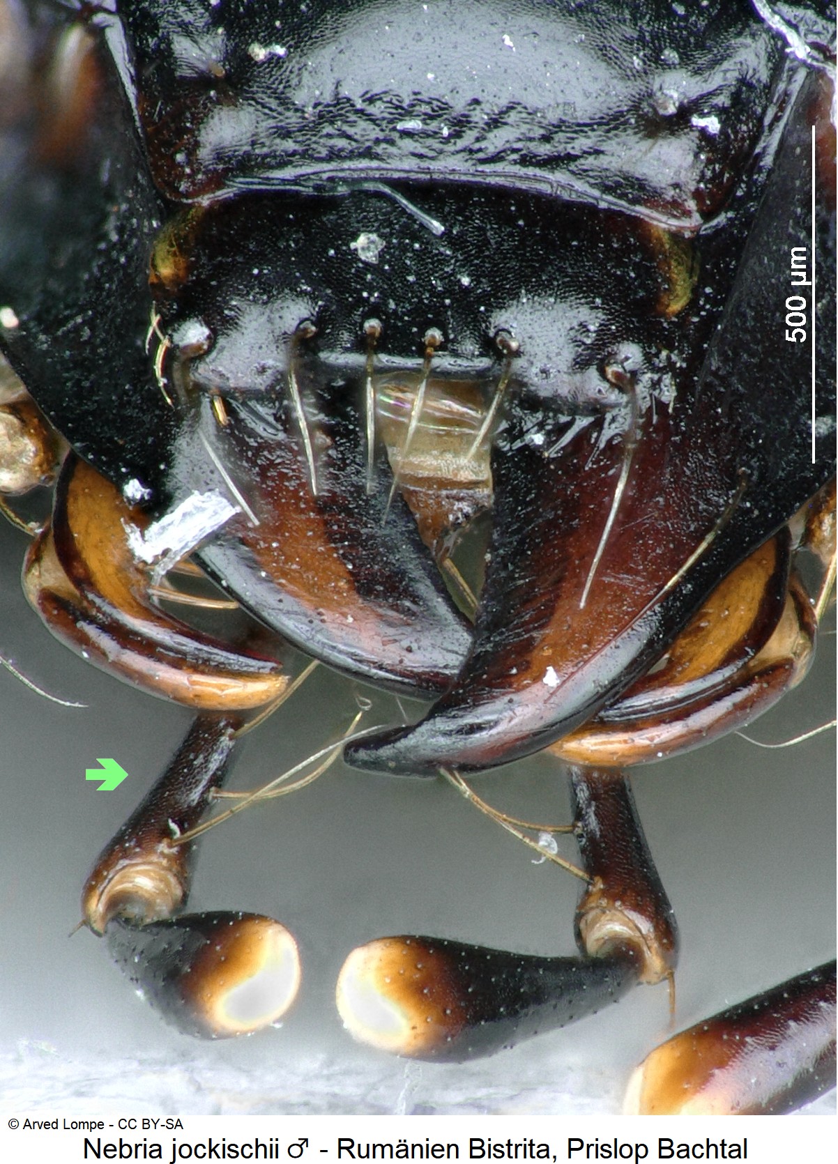 nebria_jockischii_m_ck24791_ts-1.jpg
