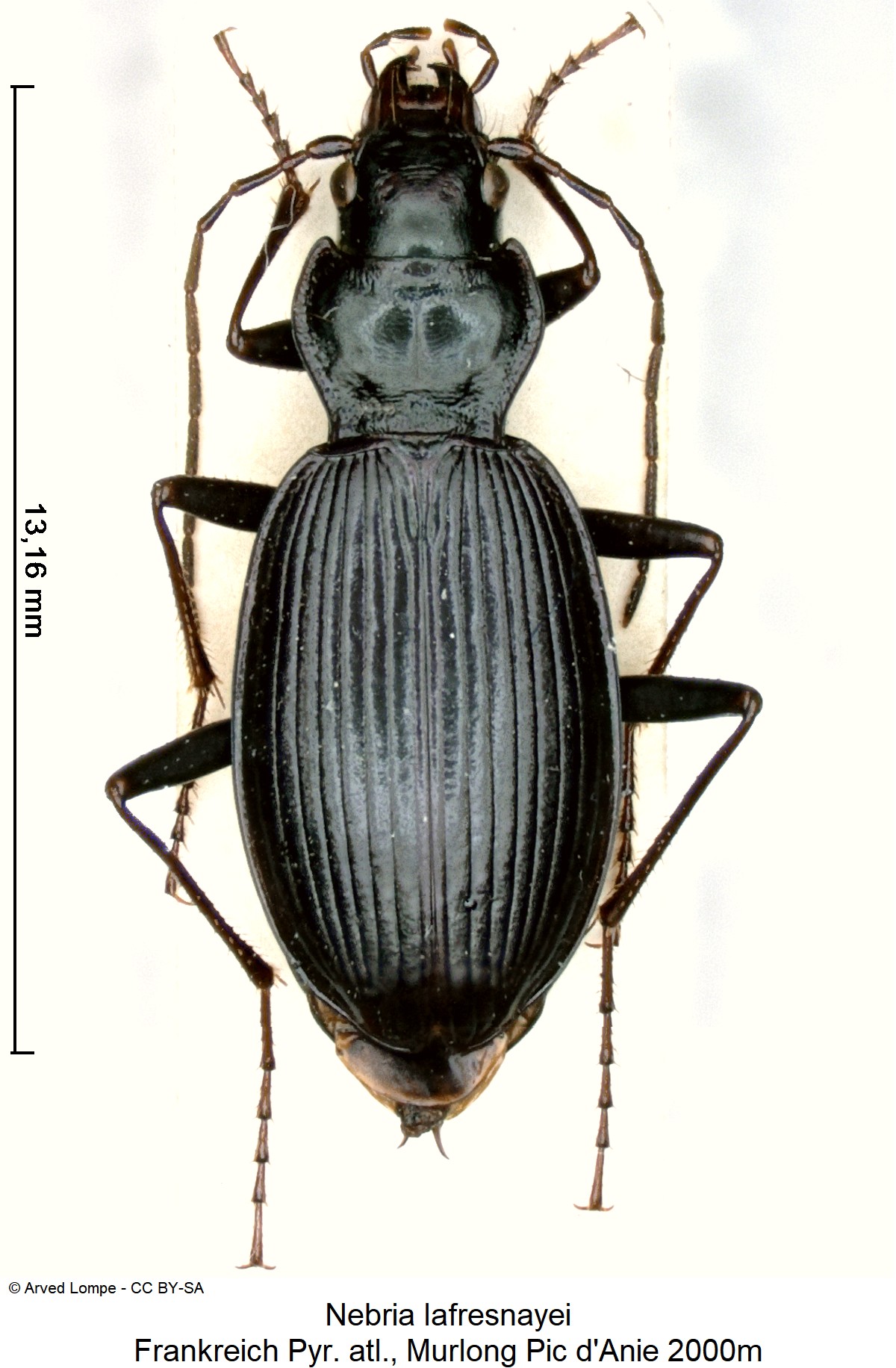 nebria_lafresnayei_ck15956_hab.jpg