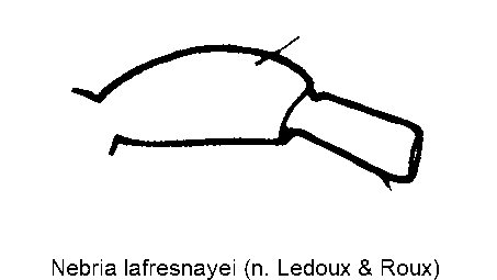 nebria_lafresnayei_f.gif