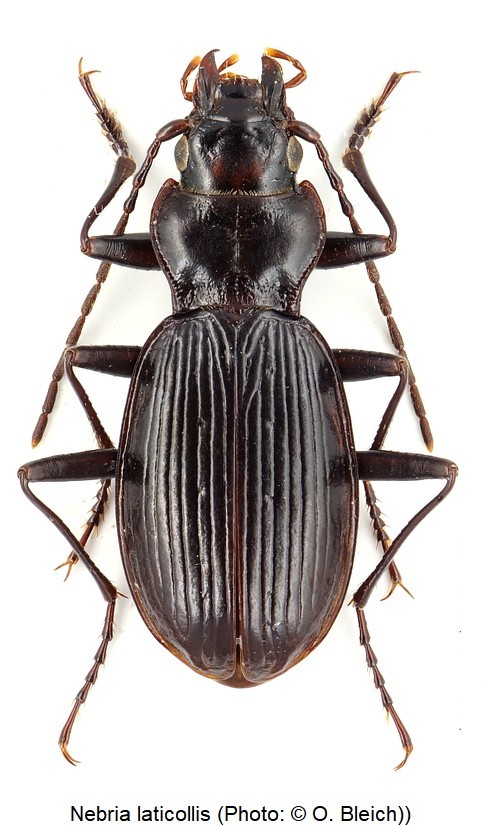 nebria_laticollis_hab.jpg