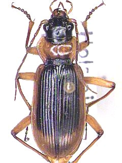 nebria_livida_hab.jpg