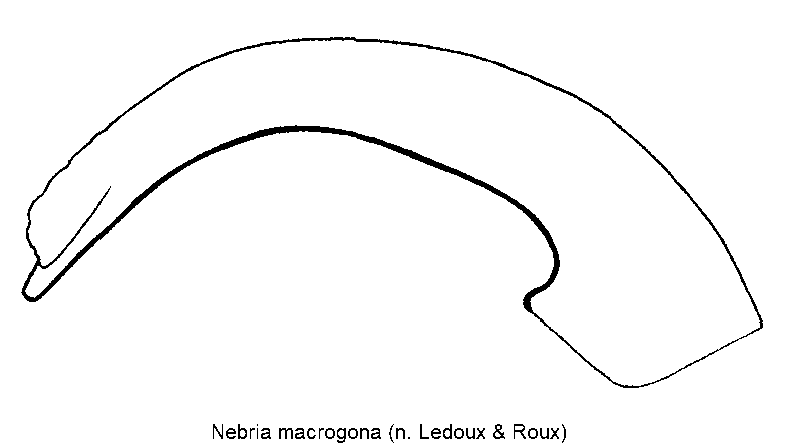 nebria_macrogona.gif