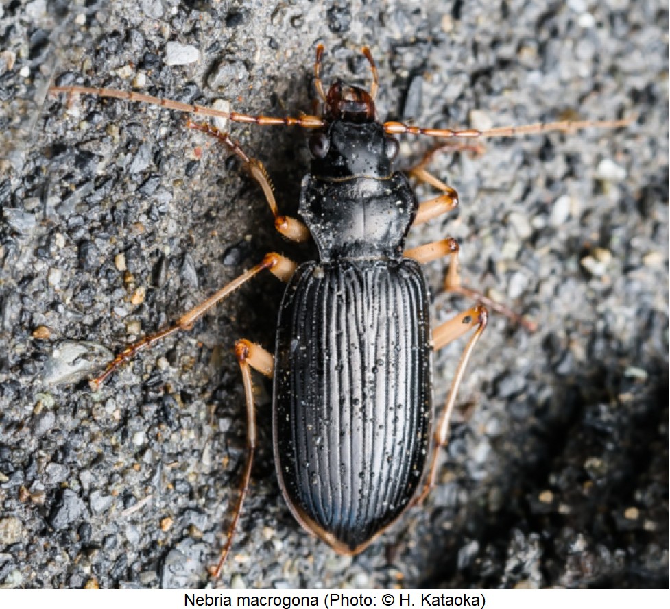 nebria_macrogona_live.jpg