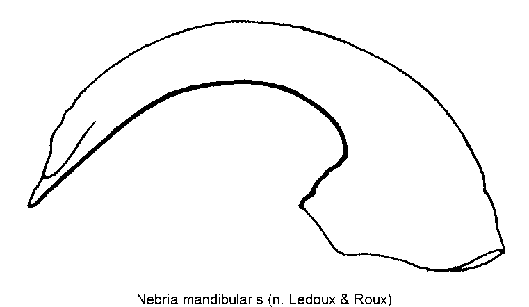 nebria_mandibularis.gif