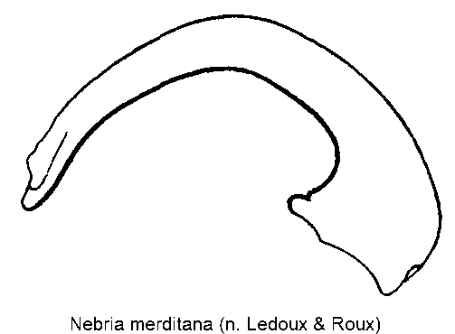 nebria_merditana.gif