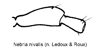 nebria_nivalis_f.gif