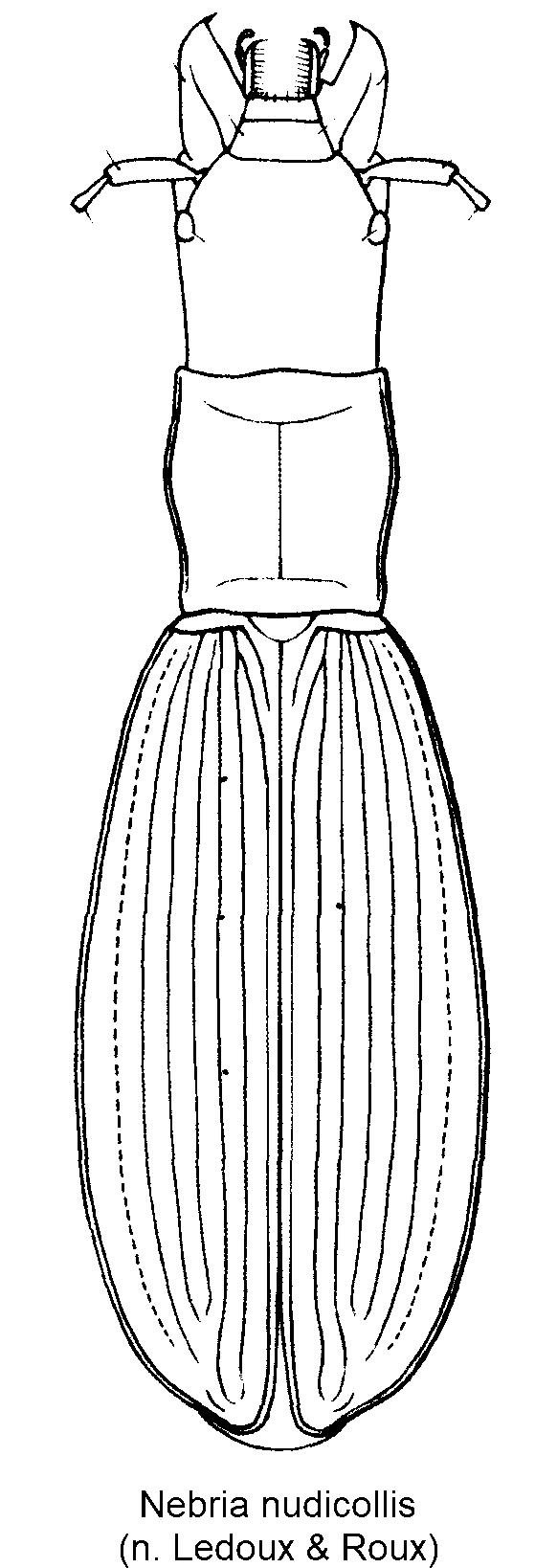 nebria_nudicollis_hab.gif