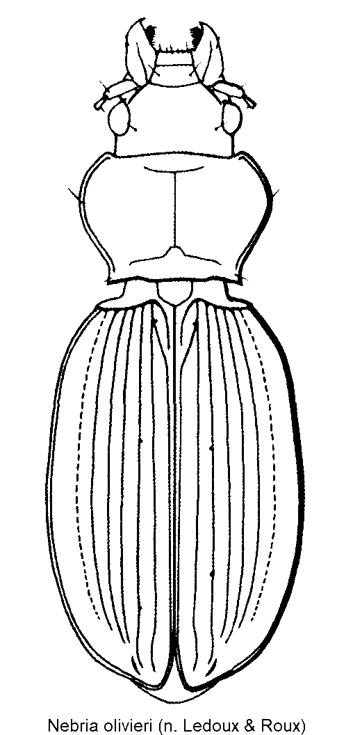 nebria_olivieri_hab.gif
