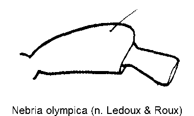 nebria_olympica_f.gif