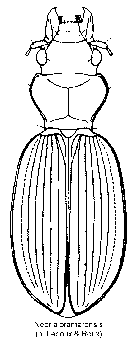 nebria_oramarensis_hab.gif