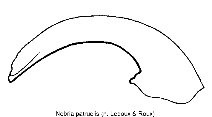 nebria_patruelis.gif