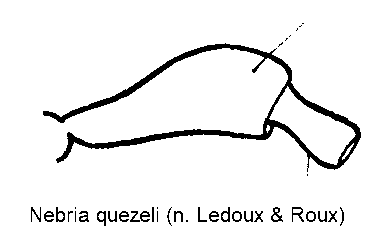 nebria_quezeli_f.gif