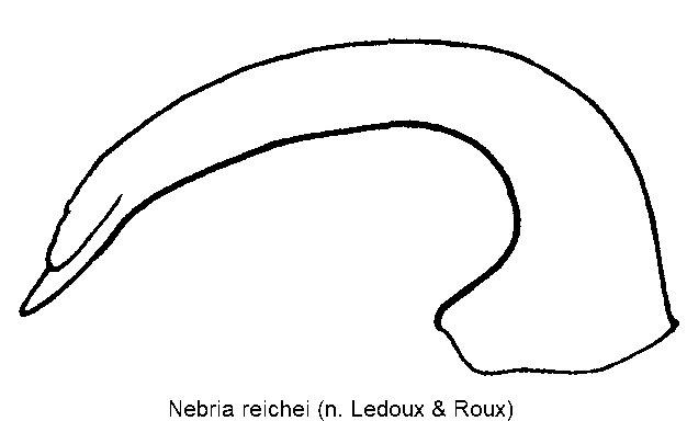 nebria_reichei.gif