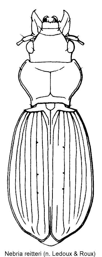 nebria_reitteri_hab.gif