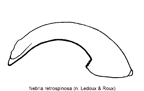 nebria_retrospinosa.gif