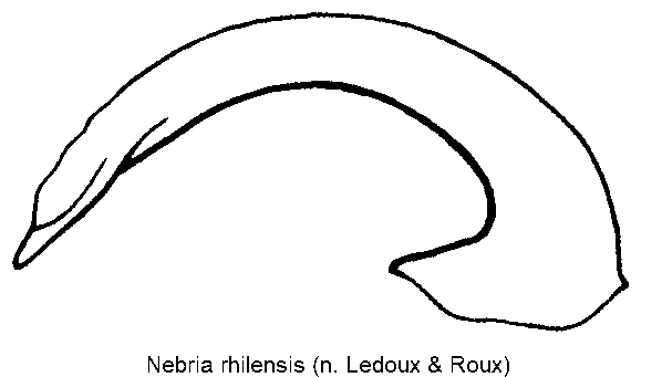 nebria_rhilensis.gif