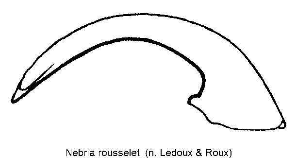 nebria_rousseleti.gif