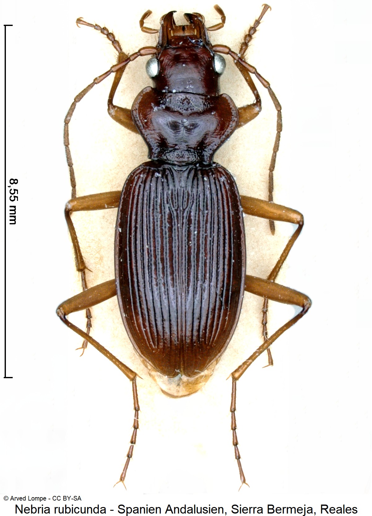 nebria_rubicunda_ck17471_hab.jpg