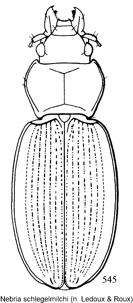 nebria_schlegelmilchi_hab.gif