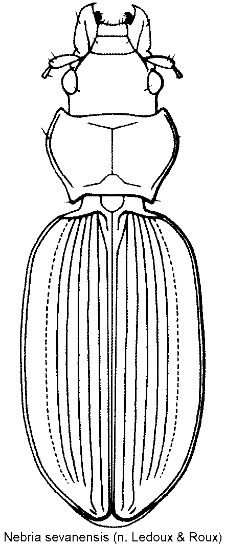 nebria_sevanensis_hab.gif