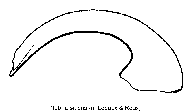 nebria_sitiens.gif