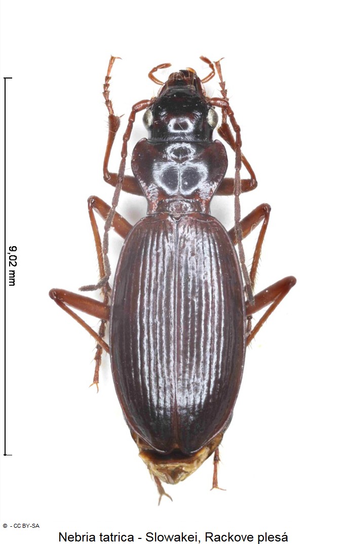 nebria_tatrica_ck9950447_hab.jpg