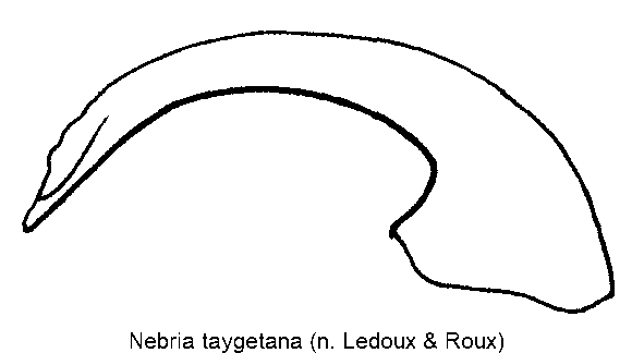 nebria_taygetana.gif