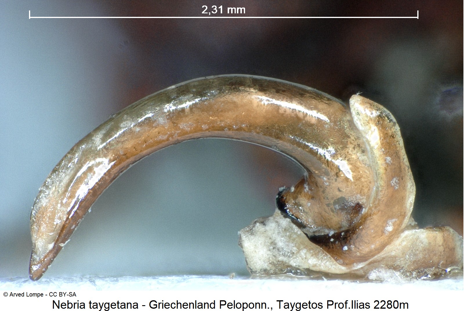 nebria_taygetana_ck21266.jpg