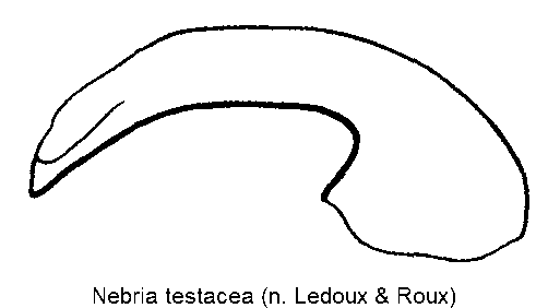 nebria_testacea.gif