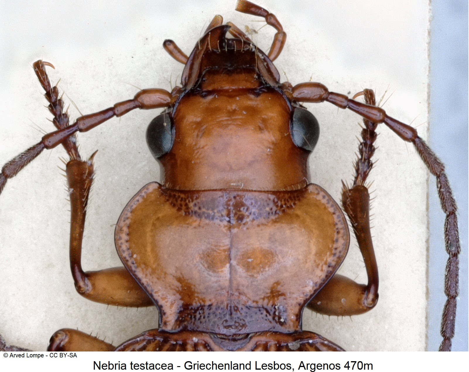nebria_testacea_ck20891_vk.jpg
