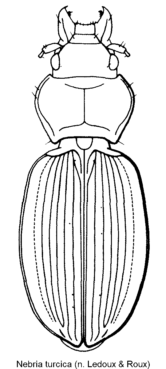 nebria_turcica_hab.gif