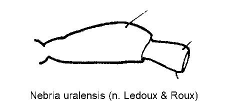 nebria_uralensis_f.gif