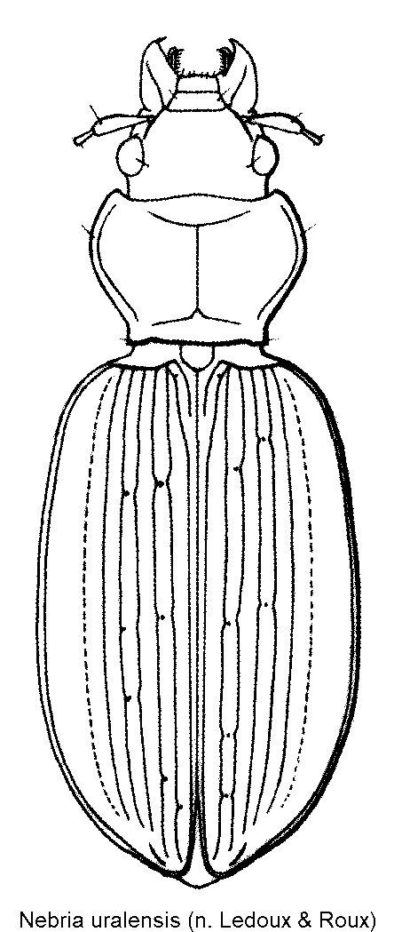 nebria_uralensis_hab.gif