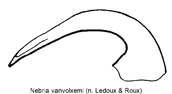 nebria_vanvolxemi.gif