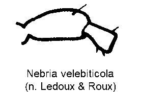 nebria_velebiticola_f.gif