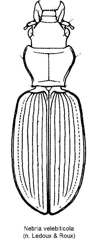 nebria_velebiticola_hab.gif