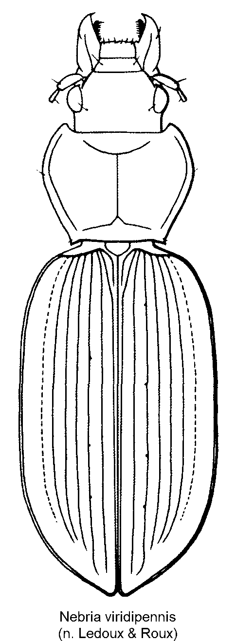 nebria_viridipennis_hab.gif