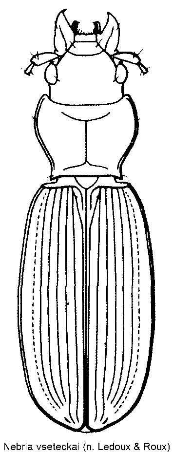 nebria_vseteckai_hab.gif