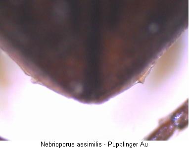 nebrioporus_assimilis_fld.jpg