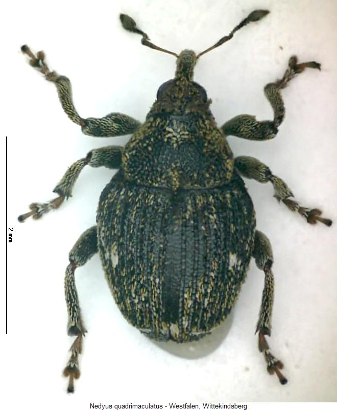 nedyus_quadrimaculatus_hab.jpg
