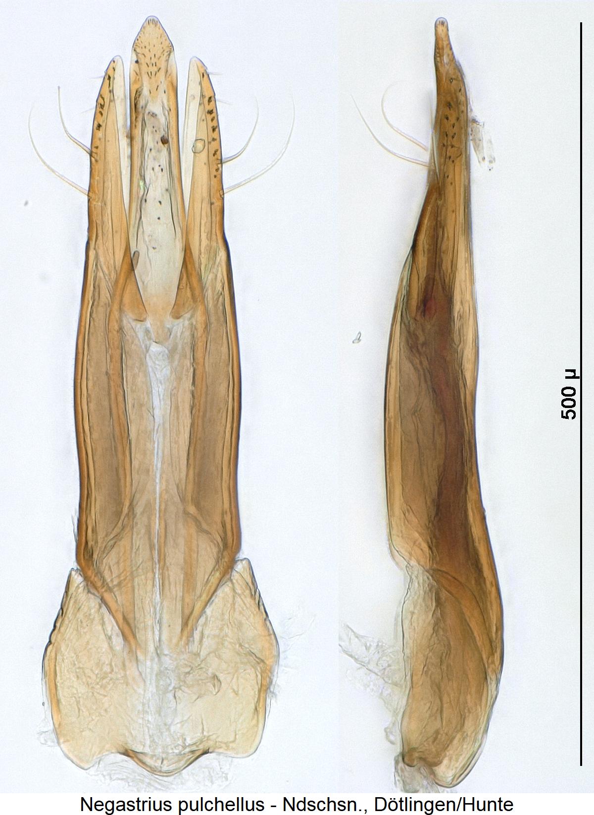 negastrius_pulchellus.jpg