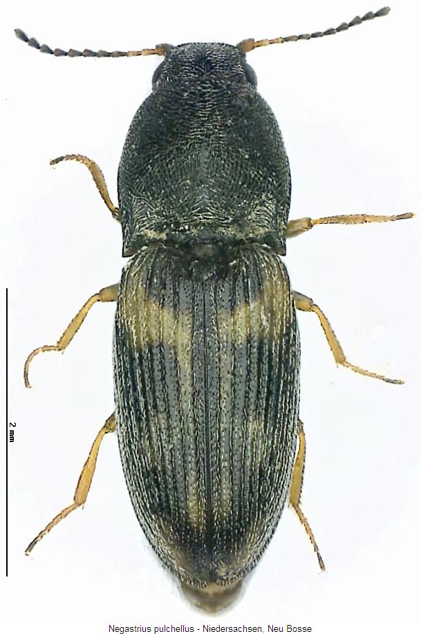 negastrius_pulchellus_hab.jpg