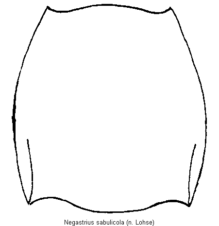 negastrius_sabulicola_hsch.gif