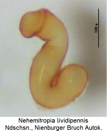 nehemitropia_lividipennissperm.jpg