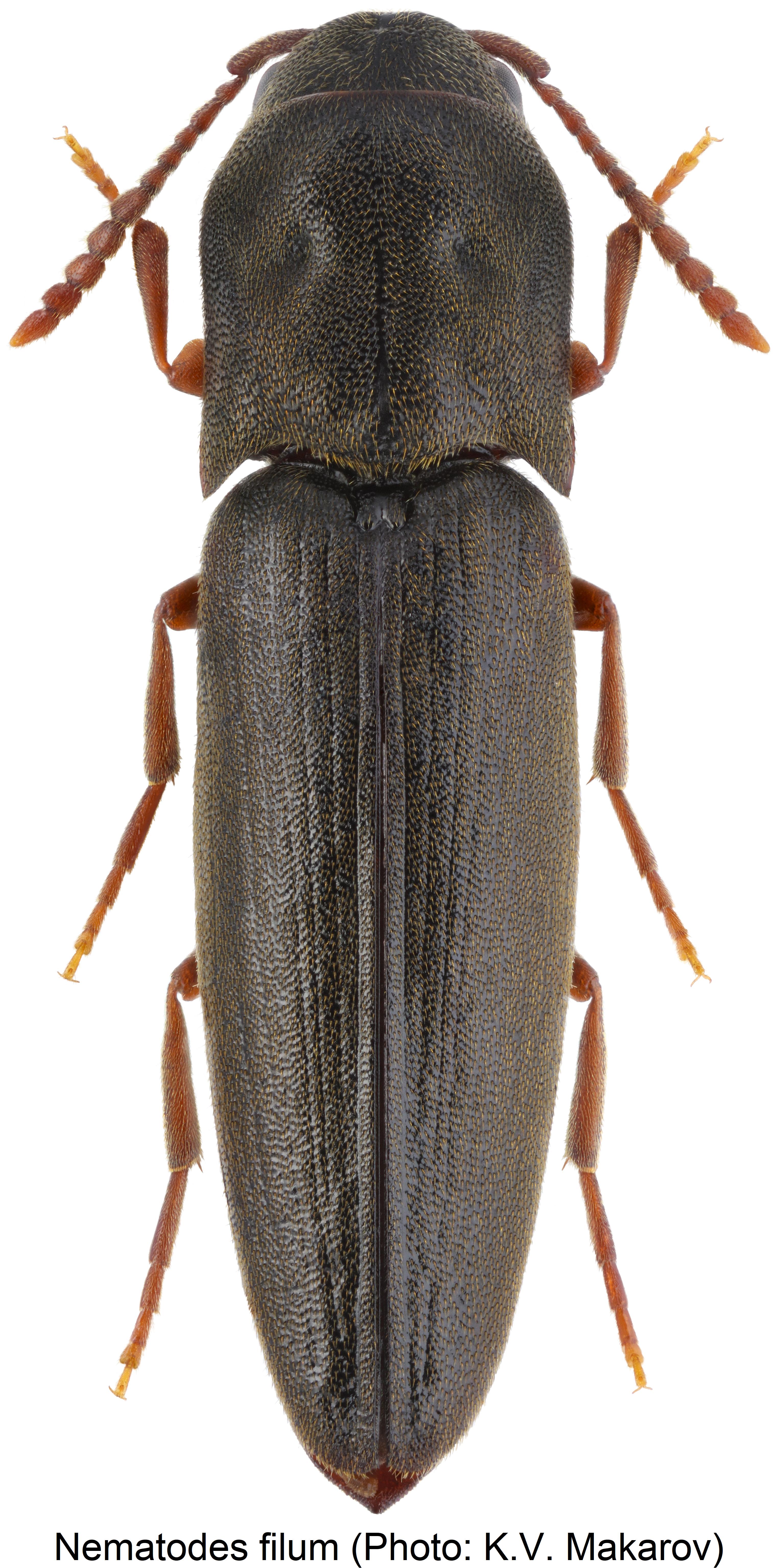nematodes_filum_hab.jpg