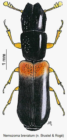 nemozoma_breviatum_hab.gif